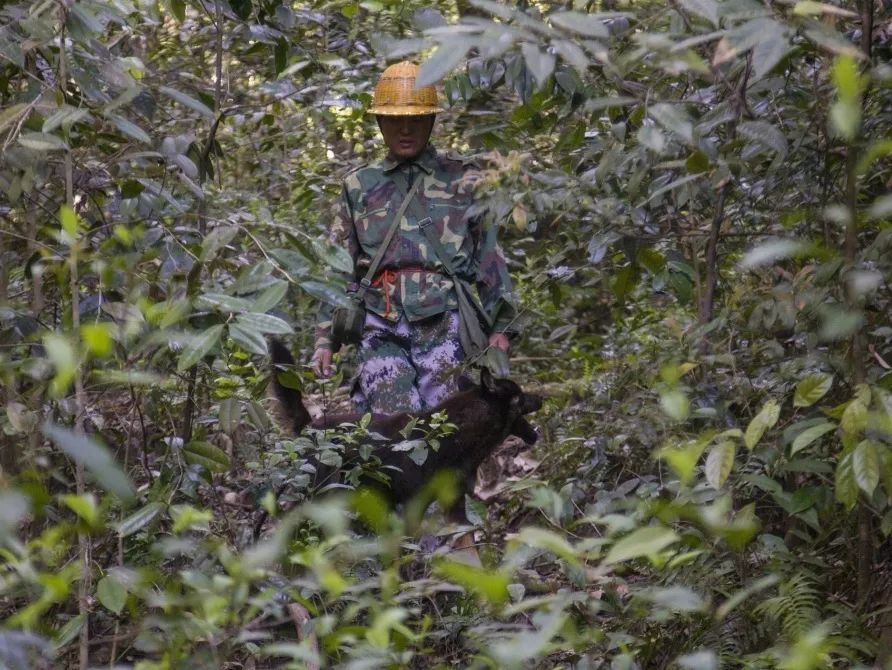 【金森榜样】护林员邱玉祥的一天：想一辈子与青山相伴