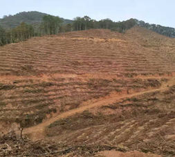 植树造林 为青山添新绿